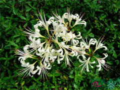 长沙学花艺,宁波新发现