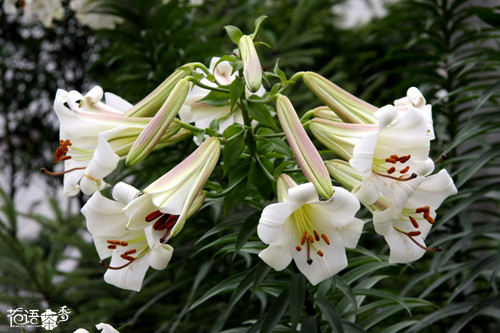 花